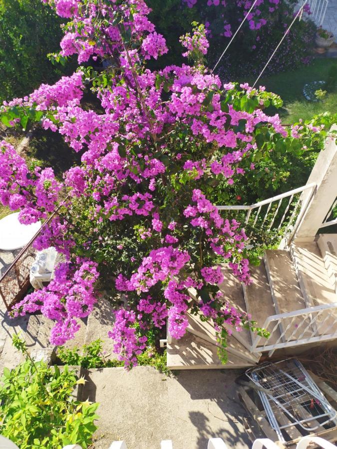 Honey Bee Appartement Cavtat